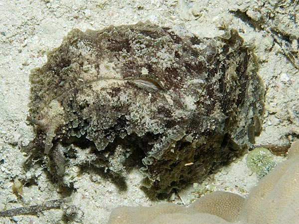 Dolabella auricularia